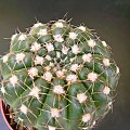 Notocactus crassigibus #kaktusy