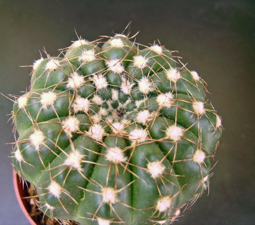 Notocactus crassigibus #kaktusy