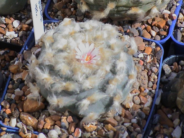 Lophophora williamsii El Huizache