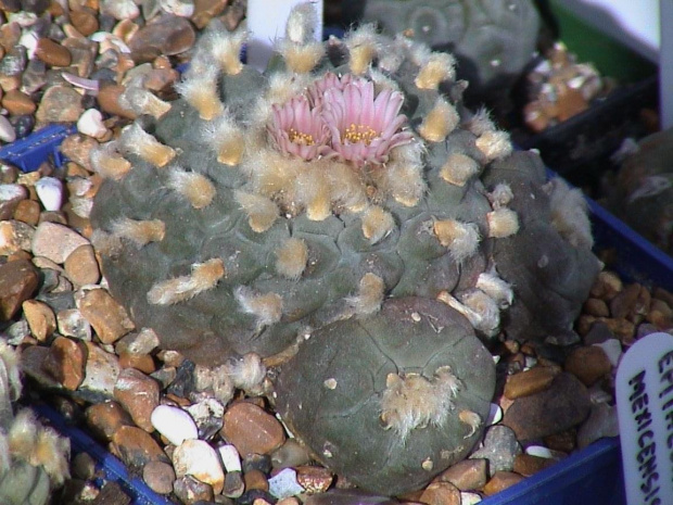 Lophophora williamsii