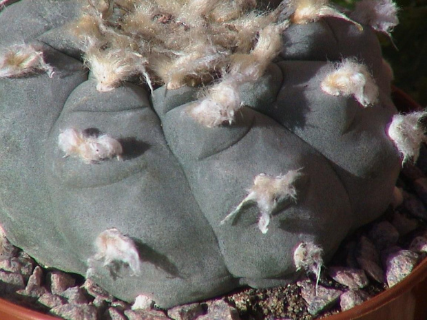 Lophophora williamsii