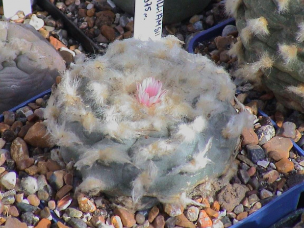 Lophophora williamsii El Huizache