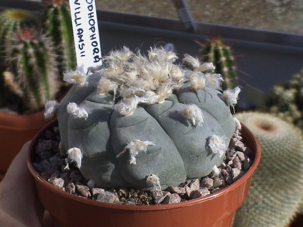 Lophophora williamsii