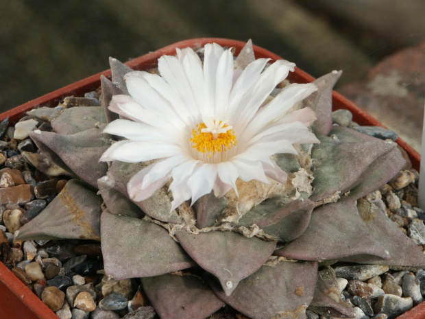 Ariocarpus furfuraceus