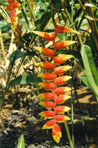 Ogród botaniczny Peradeniya w Kandy