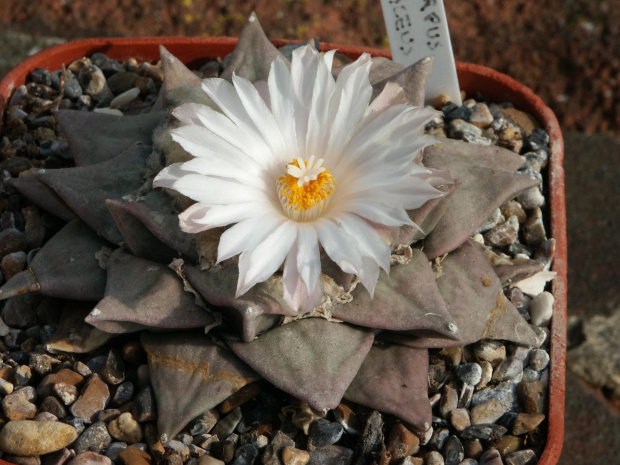 Ariocarpus furfuraceus