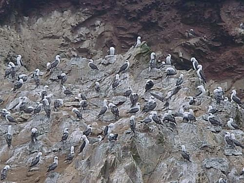 Słonie morskie na wyspie niedaleko Pisco, Peru