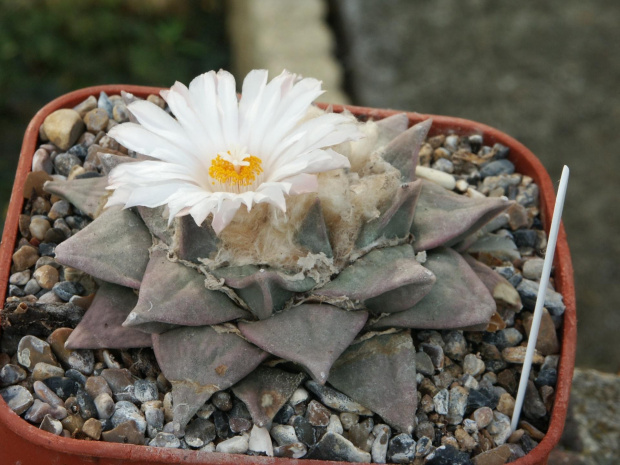 Ariocarpus furfuraceus