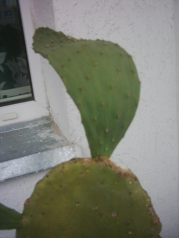 opuntia