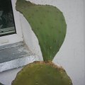 opuntia