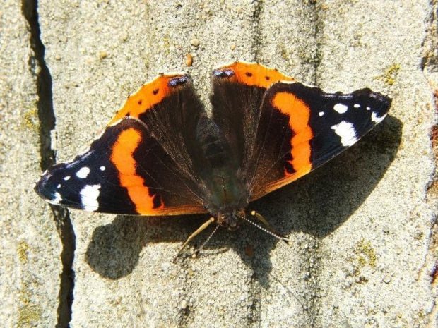 Szczęśliwe chwile to motyle... #motyl #owad #owady