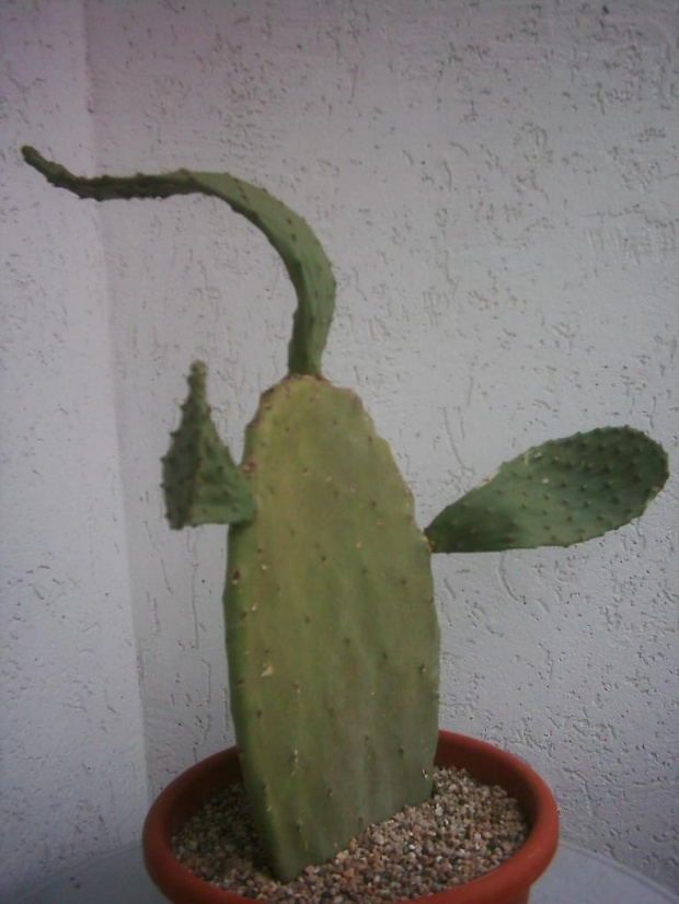 opuntia