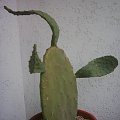 opuntia