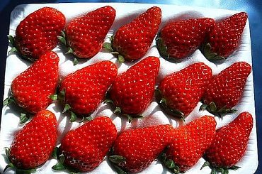 Truskawki #truskawki