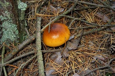 też jesienny #jesień #grzyby #przyroda #las