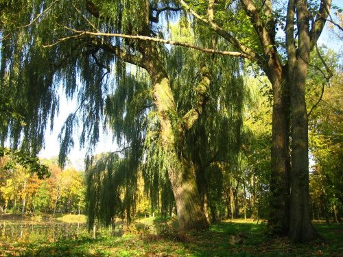 Jesień w Guzowie-pazdziernik2006