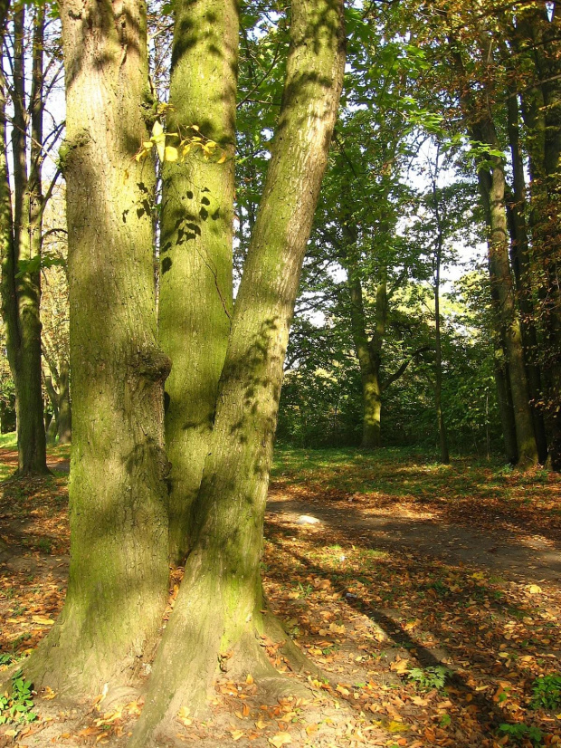 Jesień w Guzowie-pazdziernik2006