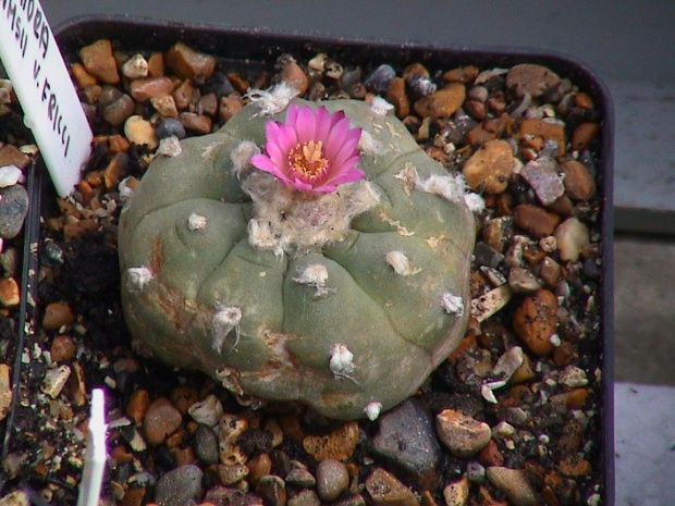 Lophophora williamsii v friccii