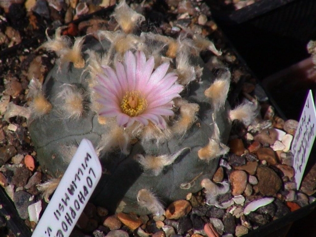 Lophophora williamsii v.texansis