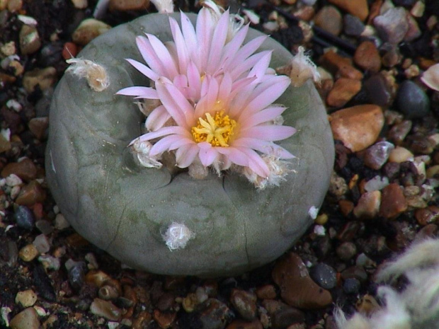 Lophophora diffusa