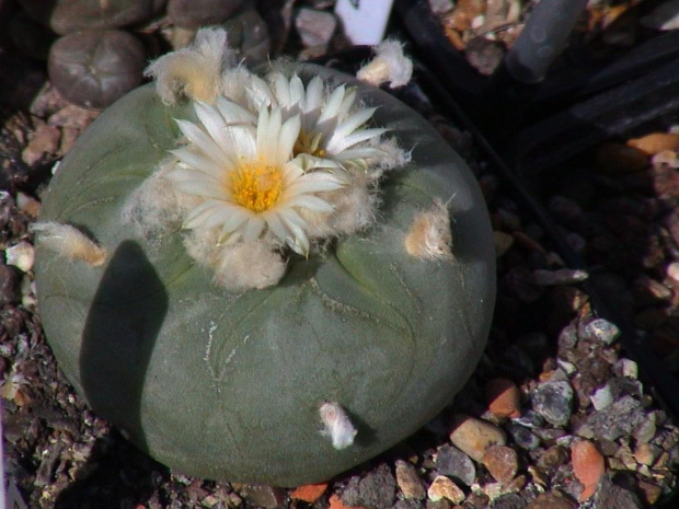 Lophophora diffusa v.lutea