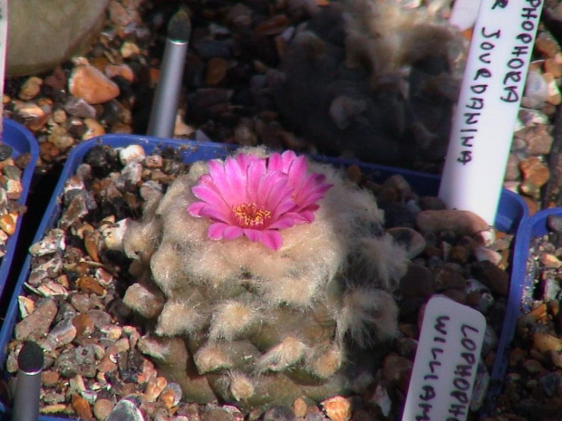 Lophophora jourdaniana