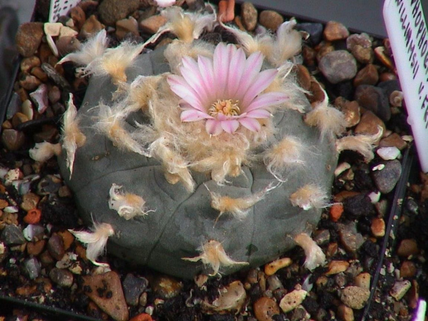 Lophophora williamsii v.texansis