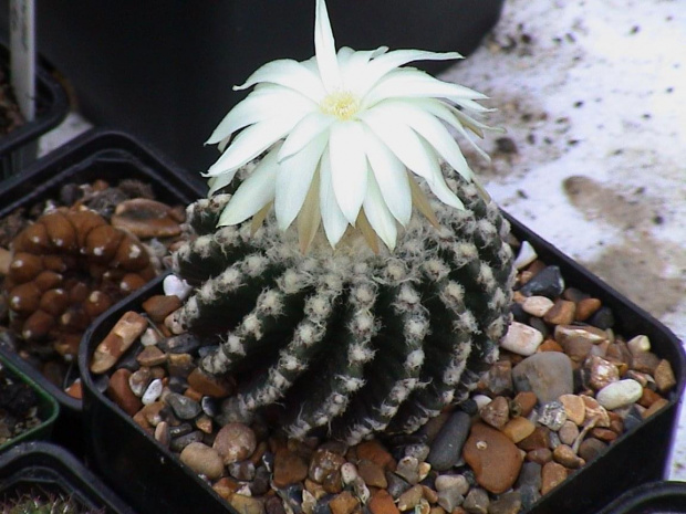 Discocactus horstii