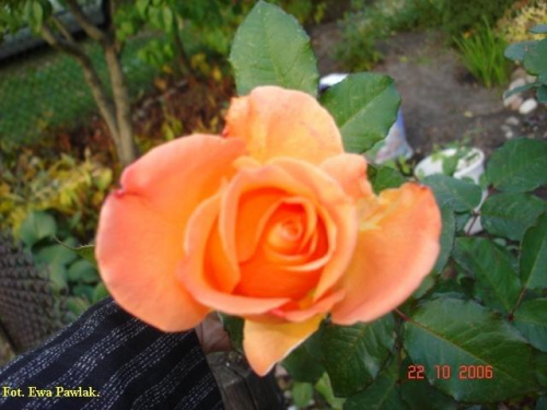 Jesienne róże. #róże #kwiaty #natura #przyroda #działka