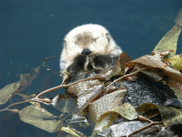 oceanarium