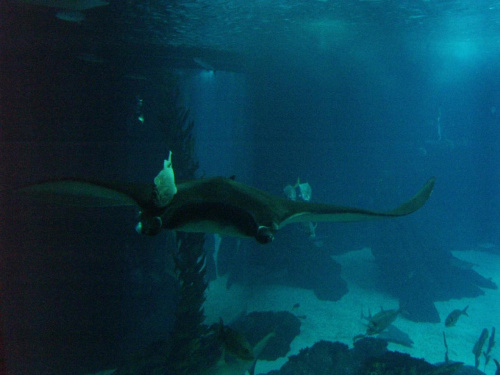 oceanarium