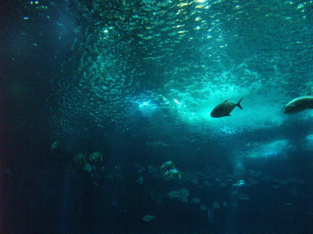 oceanarium