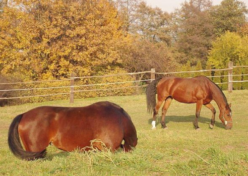 Schowam się, może mnie nie zauważą!