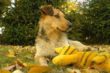 Czabi #Czabi #pies #kundelek