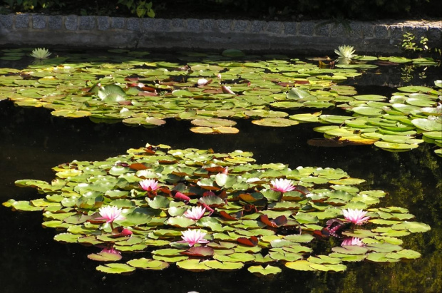 Ogród Botaniczny #Miasto #Wrocław