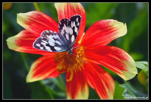 Motylowe wspomnienie lata #motyle