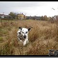 Krowy #Czabi #pies #kundelek #Figa #dalmat #kropek #krowa