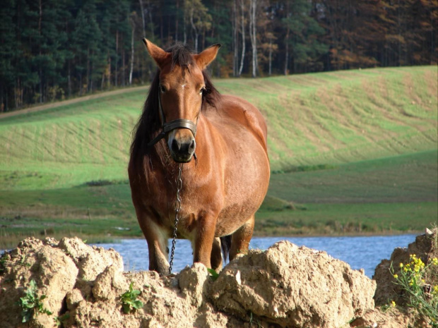 Konik