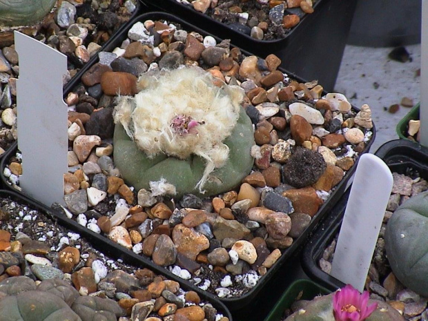 Lophophora diffusa v.decipiens