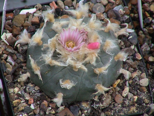 Lophophora williamsii v.texansis