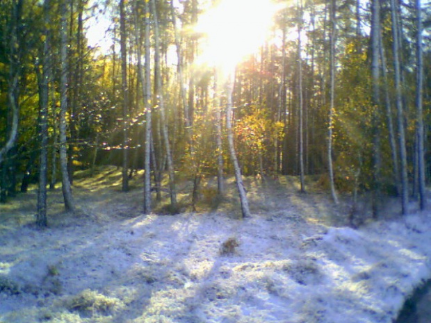 Fotka wykonana pseudoaparatem foto czyli telefonem kom.Samsung