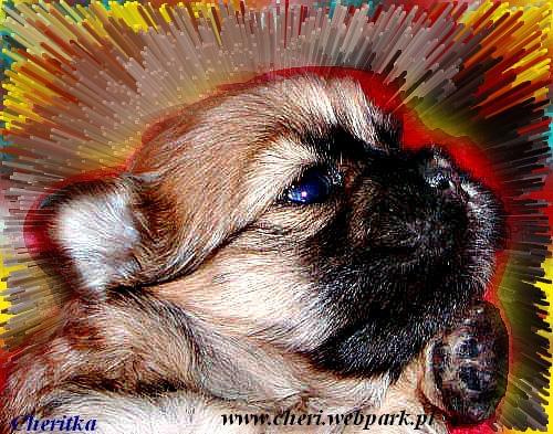 Lhasa apso