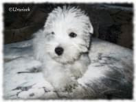 westie