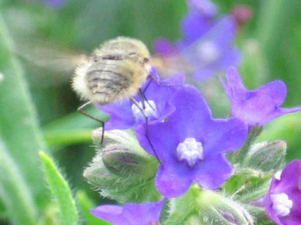 Kwiaty, które sam wysiewam, pielęgnuję i rozmnażam.Żmijowiec ( Echium ) - ulubieniec pszczół i innych owadów. #kwiaty #hippeastrum #krynia #ponętlinPowella #CrinumXPowellii #szanta #marrubium