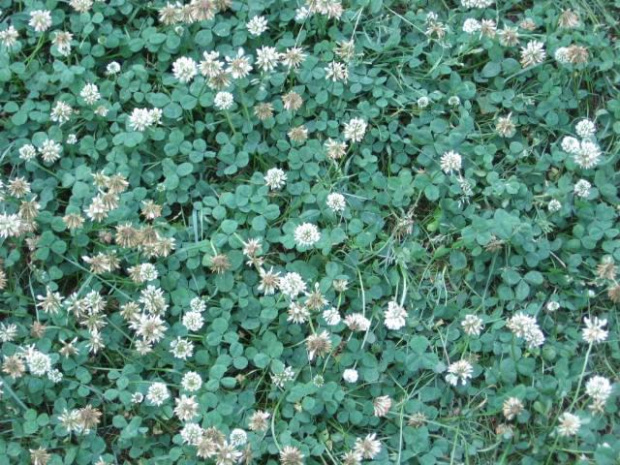 Kwiaty, które sam wysiewam, pielęgnuję i rozmnażam. Dywan z Koniczyny, ( ten kawałek przeszukałem , nie było z 4 listkami :-( ). #kwiaty #hippeastrum #krynia #koniczyna #ponętlinPowella #CrinumXPowellii #szanta #marrubium