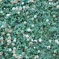 Kwiaty, które sam wysiewam, pielęgnuję i rozmnażam. Dywan z Koniczyny, ( ten kawałek przeszukałem , nie było z 4 listkami :-( ). #kwiaty #hippeastrum #krynia #koniczyna #ponętlinPowella #CrinumXPowellii #szanta #marrubium