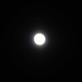 Pelnia