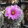 Mammillaria insularis