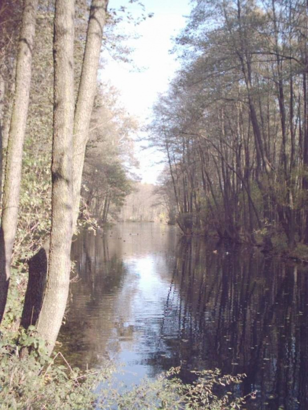 Niebieskie Źródła sceneria jesienna w Tomaszowie Mazowieckim #tomaszów