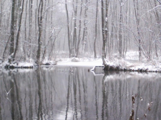 Niebieskie Źródła sceneria zimowa #tomaszów